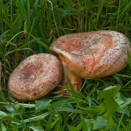 Agroturystyka Sominy Farm stay Sominy