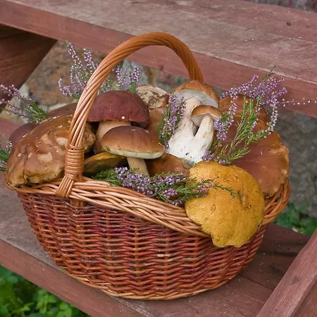 Agroturystyka Sominy Farm stay