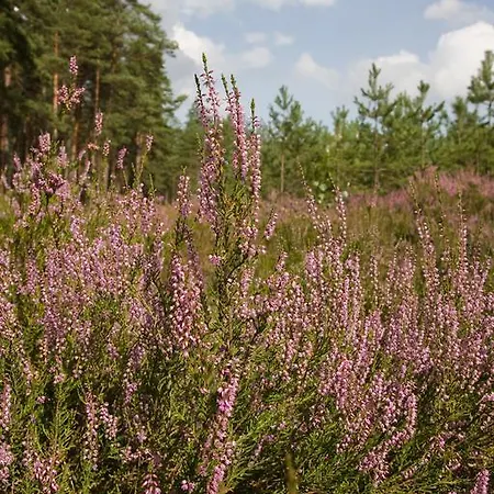 Alloggio per agriturismo Agroturystyka Sominy