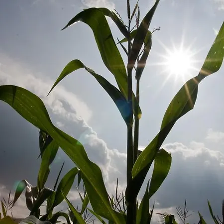 Agroturystyka Sominy *