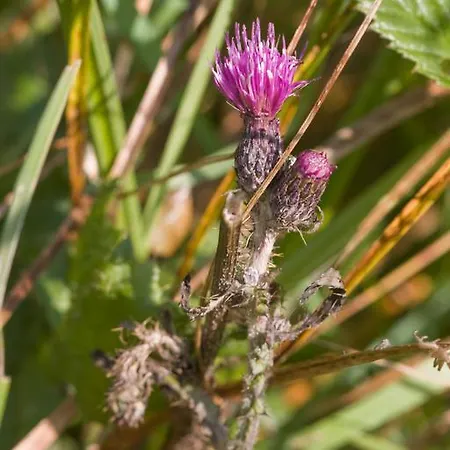 Agroturystyka Sominy Sominy