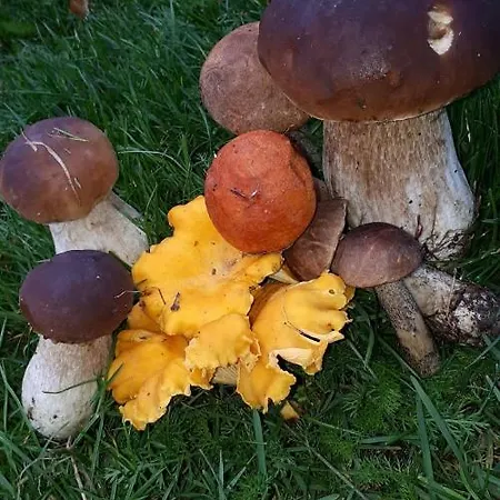 Agroturystyka Sominy Gospodarstwo agroturystyczne