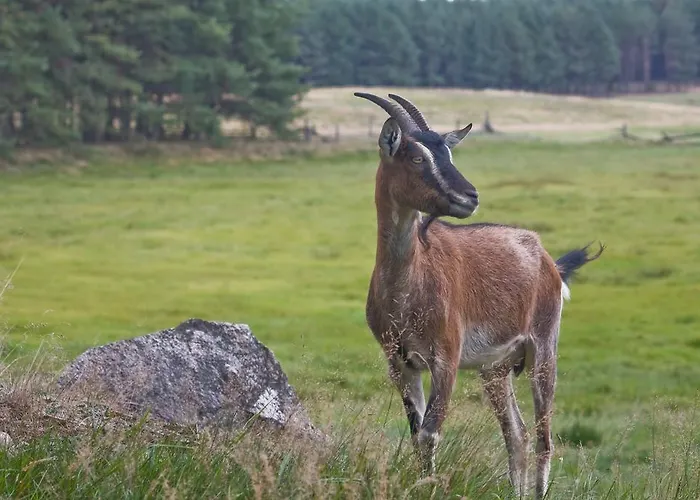 Farma Agroturystyka Sominy