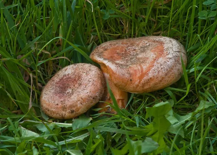 Agroturystyka Sominy Farma Sominy