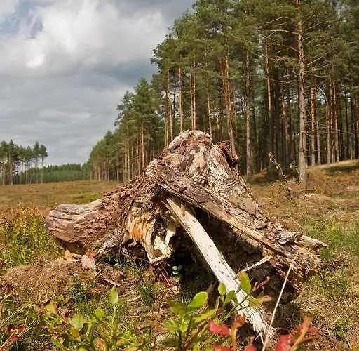 Agroturystyka Sominy * Sominy