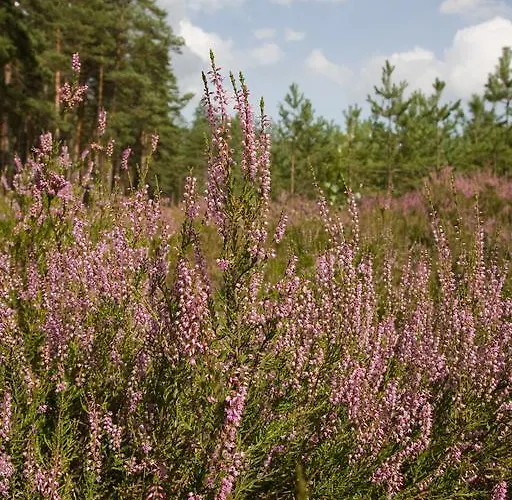 Alloggio per agriturismo Agroturystyka Sominy