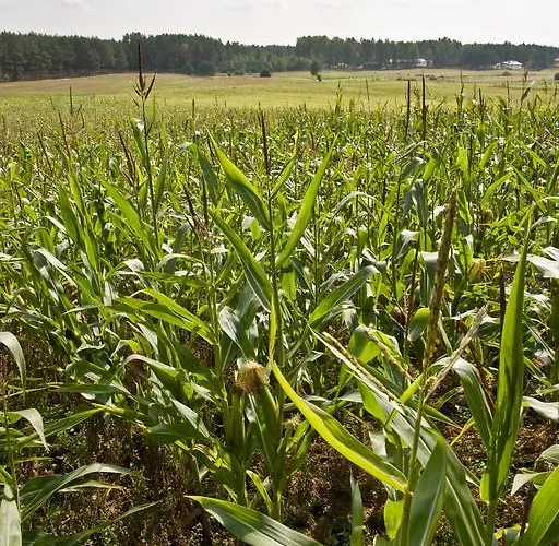 Agroturystyka Sominy Farma