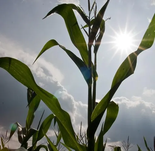 Agroturystyka Sominy *