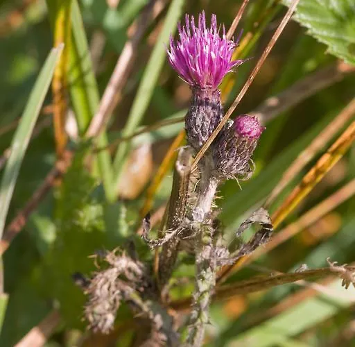 Agroturystyka Sominy Sominy